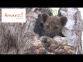 Volunteer in Africa with Amanzi Travel at Noah's Ark Wildlife Sanctuary.wmv