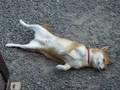 柴犬にメロメロの巻