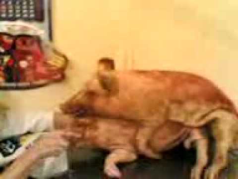 ебля свиней