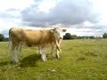 Cow Golf Open Cow Golf Open