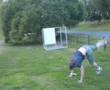 Front handspring