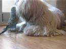 Fuji playing with Paquito (The Parakeet)
