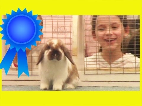 ANGEL'S FIRST BUNNY SHOW! | KITTIESMAMA