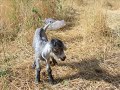 erzincan, kemaliye, tafti, demir k�y�, taftu, en�iti, mendir
