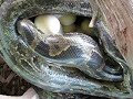 Mama Burm laying eggs