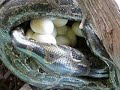 Mama Burm laying eggs