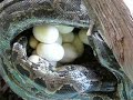 Mama Burm laying eggs