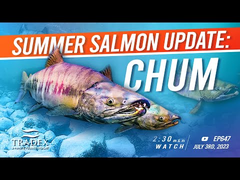 3MMI - 2023 Summer Salmon Update: Chum Salmon (aka Keta)