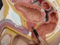 Humananatomy361 human reproductive Humananatomy361 human reproductive