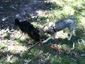 Oz and Edith