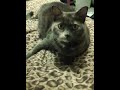 IMG_0014.mp4