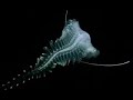 Endless Oceans: Monsters of the Deep!