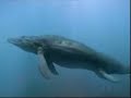Endless Oceans: Monsters of the Deep!