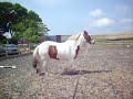 Skewbald Irish Cob Scout Skewbald Irish Cob Scout