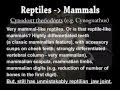 Transitional Fossils II