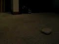 Tabby runs like a fool (long hair Chihuahua teacup) Tabby runs like a fool (long hair Chihuahua teacup)