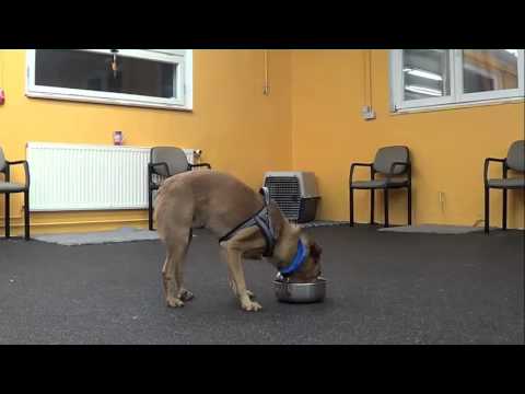 Hundenapf für Dummies