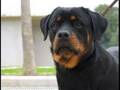ROTTWEILER....OUR MISSION