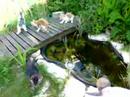Kittens: aan het water