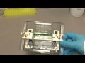 How to Run an SDS-PAGE gel