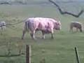 videos de Bull