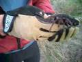 texas brown tarantula spider mike aroyo canyon