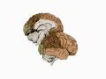 How the Body Works : Brain waves