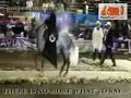 Finalisima Paso fino 2007 colombia Finalisima Paso fino 2007 colombia