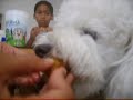 Bella Episode # 4 {Got The Chicken AGAIN!}