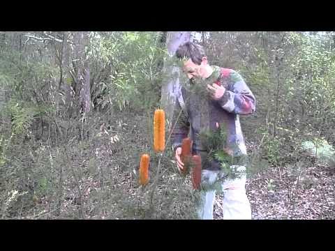 how to harvest kangaroo paw seeds