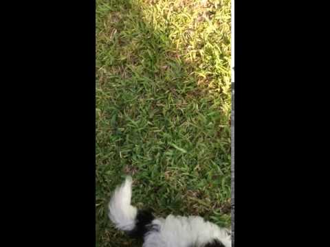 Puppy playing in yard...