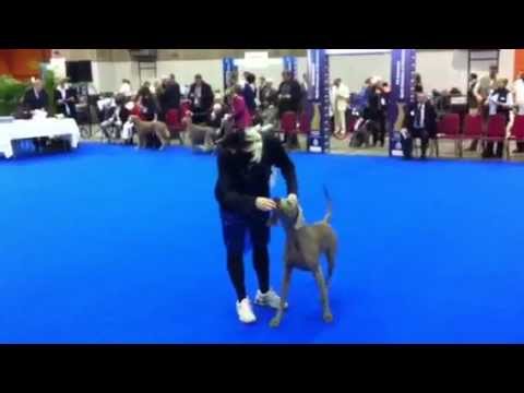 FCI Centenary World Champion of Champions 12th november 2011