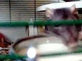 Rats drinking Soya Milk