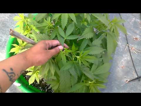 how to grow og kush outdoors
