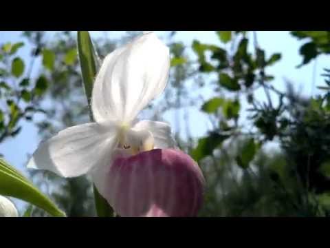 how to transplant pink lady slippers