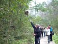 Denver Feeding Wild Monkey in Zhang Jia Jie, China Denver Feeding Wild Monkey in Zhang Jia Jie, China
