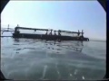 Dancing with dolphins