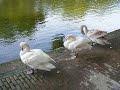 Three Swans