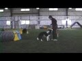 Solar's Collection of 1/2 Trained Tricks