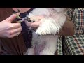 Safari&reg; Nail Trimmer for Small Dogs