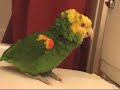 Singing parrot Singing parrot