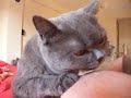 Cat eating mango yoghurt