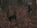 my hounds treein :D my hounds treein :D