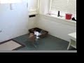 Quinton vs The Mailman