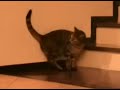 GattoMatto GattoMatto