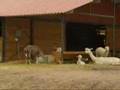 Alpaca TV Commercial - AOBA
