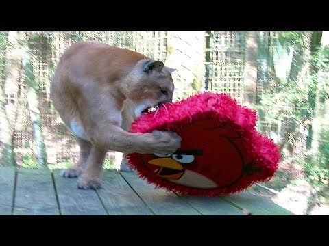 Angry Birds, Big Cats & Golden Eggs!