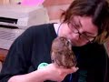 Screech owl and barn owl