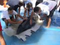 Fondazione Cetacea: vent\