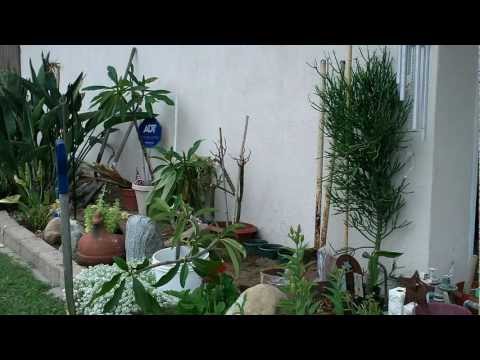 how to plant plumeria cutting